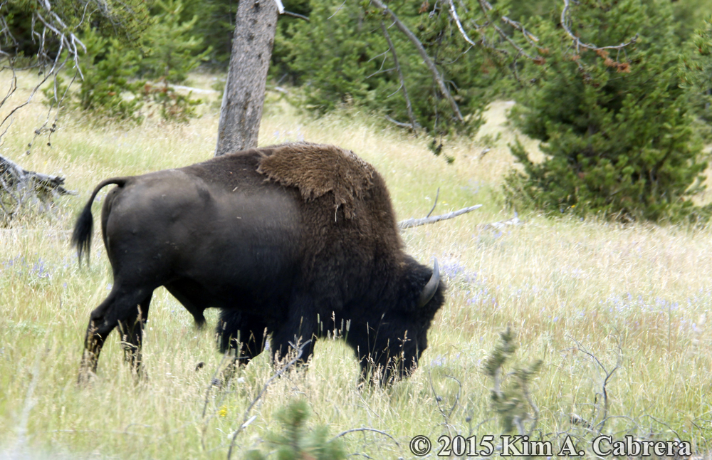 bison in Yellowstone