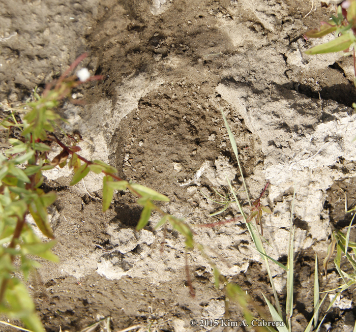 bison tracks