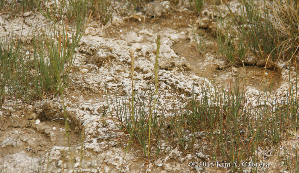 bison tracks