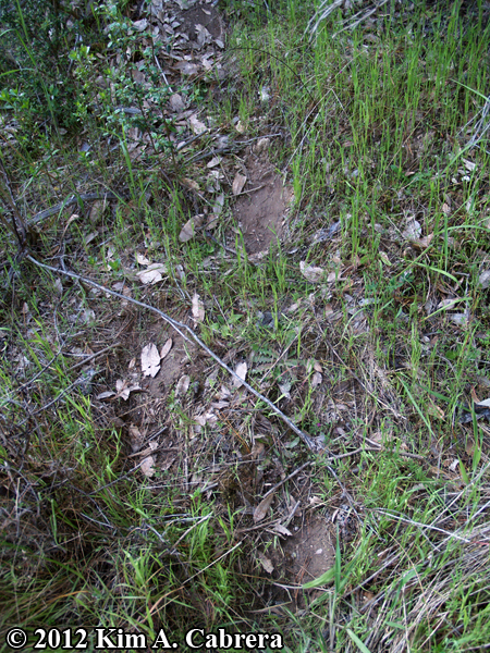 close up of bear trail on slope