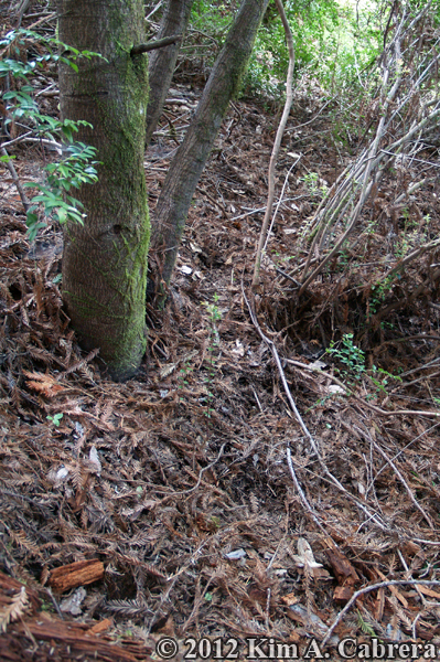 black bear trail in forest duff