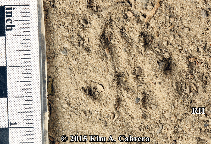 right hind
                  track of a roof rat