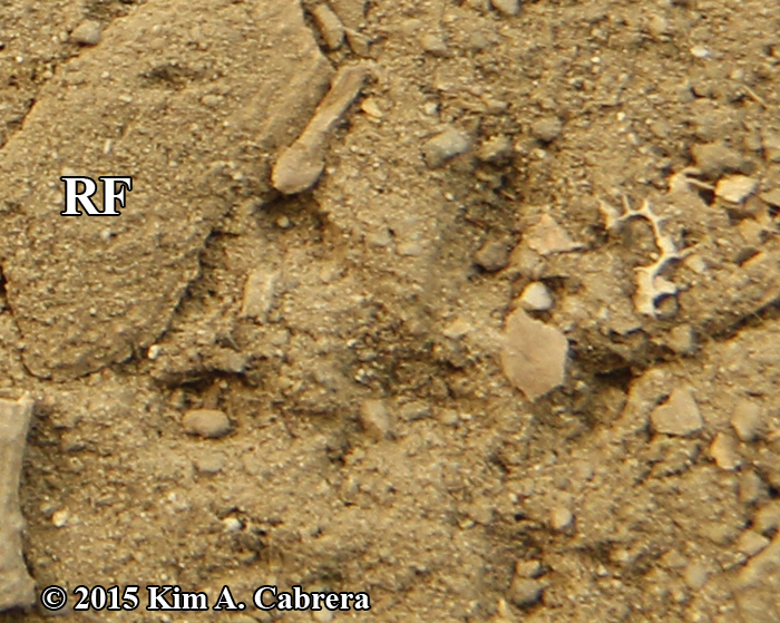 right
                  front track of a roof rat AKA house rat or black rat