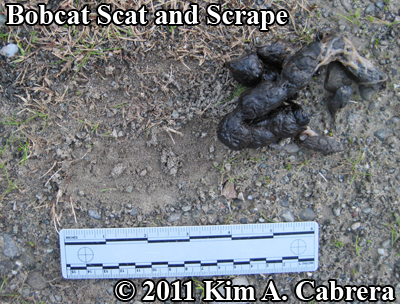 bobcat scat with scrape