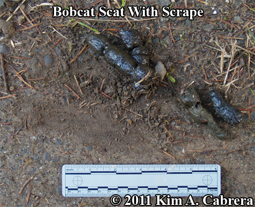 How To Identify Bobcat Scat Or Droppings - 