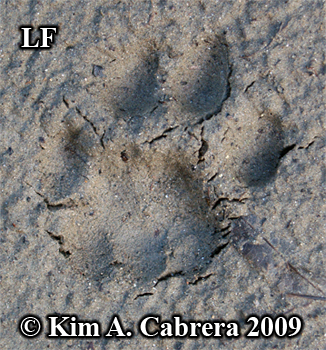 Beautiful left front bobcat pawprint. Photo
                      copyright Kim A. Cabrera 2009.