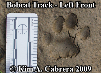 Beautiful and perfect left front track of a
                      bobcat. Photo copyright Kim A. Cabrera 2009.