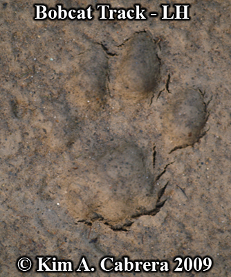 Left
                      hind footprint of a bobcat. Photo copyright Kim A.
                      Cabrera 2009.
