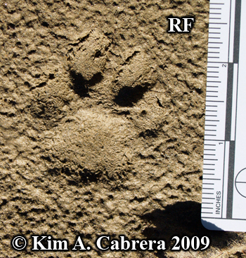 Right front track in sand from a bobcat.
                      Photo copyright Kim A. Cabrera 2009.