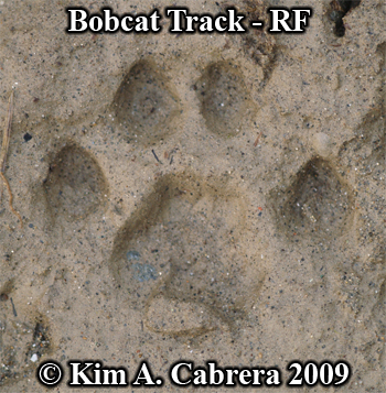 Right front bobcat track in mud. Photo
                      copyright Kim A. Cabrera 2009.