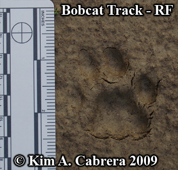 Detailed right front bobcat track. Photo
                      copyright Kim A. Cabrera 2009.