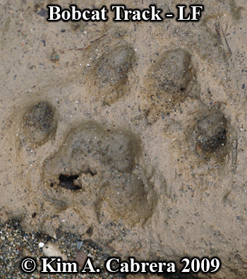 Left front bobcat track in mud. Photo
                      copyright Kim A. Cabrera 2009.