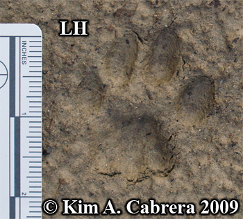 Left hind bobcat track. Photo copyright Kim
                      A. Cabrera 2009.