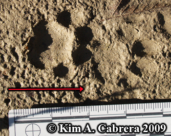 Pair of bobcat tracks in overstep walk. Photo
                      copyright Kim A. Cabrera 2009.