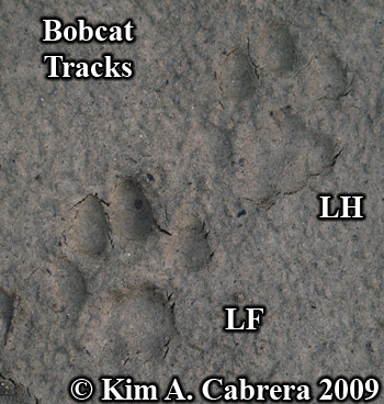 pair of tracks from bobcat left feet. Photo
                      copyright Kim A. Cabrera 2009.