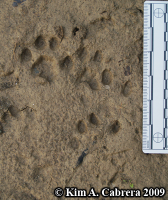 Jumble of bobcat tracks. Photo copyright Kim
                      A. Cabrera 2009.