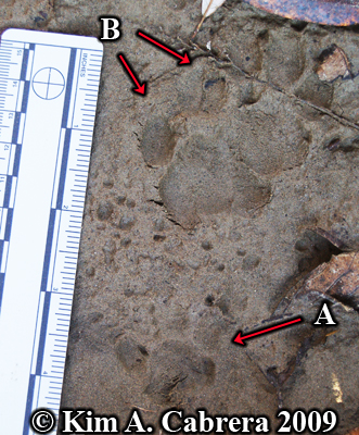 bobcat and domestic cat paw prints next to
                      each other. Photo copyright Kim A. Cabrera 2009.