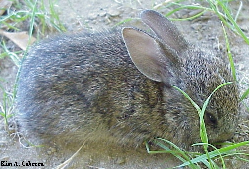 Young
                    brush rabbit.