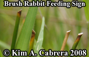 Brush rabbit feeding sign rushes. Photo
                    copyright Kim A. Cabrera 2008.