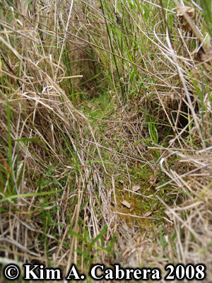 Brush rabbit tunnel in grass. Photo copyright
                      Kim A. Cabrera 2008.