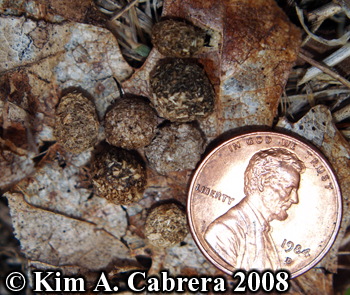 Brush rabbit scats on leaf. Photo copyright Kim
                    A. Cabrera 2008.