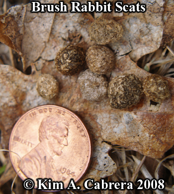 Brush rabbit scats with penny for size
                    comparison. Photo copyright Kim A. Cabrera 2008.