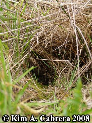 Rabbit's eye view of a Brush rabbit tunnel in
                    grass. Photo copyright Kim A. Cabrera 2008.