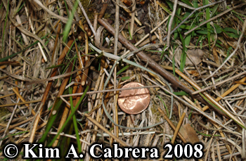 Feeding sign in Brush rabbit tunnel in grass.
                    Photo copyright Kim A. Cabrera 2008.