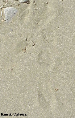 Brush rabbit
                      tracks in sand. Found at Burlington river bar -
                      Humboldt Redwoods State Park, July 13, 1999.