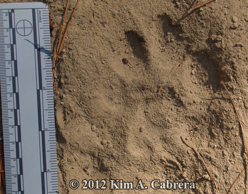 left hind track of cougar