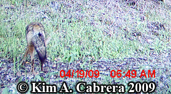 coyote from
                  behind. Photo copyright Kim A. Cabrera 2009.