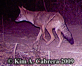 curious
                  coyote. Photo copyright Kim A. Cabrera 2009.