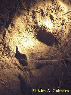 Cub
                    track.