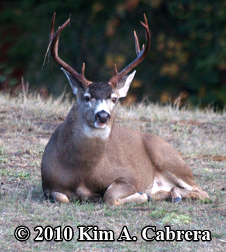 resting
                  buck