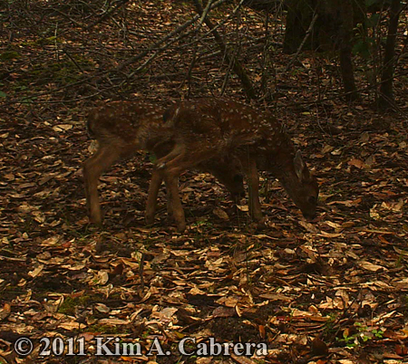 twin fawns
                    in the forest