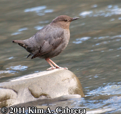 dipper on a rock