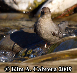 dipper in the water