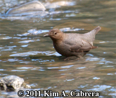 dipper in the water