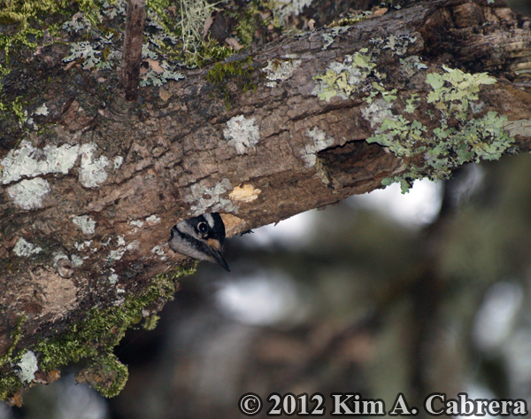 downy woodpecker and its roost hole