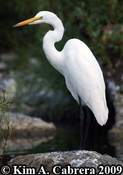 egret in Eel River