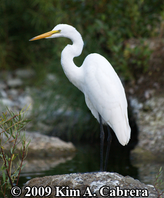 egret in Eel River