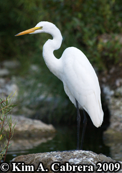 egret on a rock