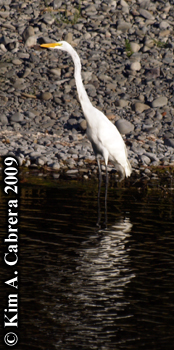 egret on shore