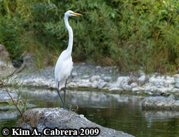 egret on a rock