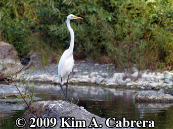 egret on a rock