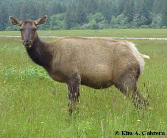 Possibly
                    pregnant elk cow on Boyes Prairie at Prairie Creek
                    Redwoods State Park, California. June 11, 2000.
                    Photo copyright Kim A. Cabrera 2000. 