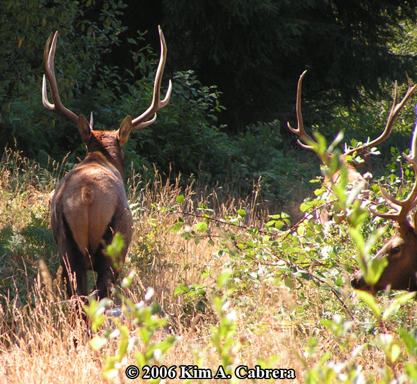 three
                  bull elk