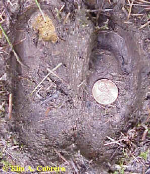 Elk track
                  with penny for size. 