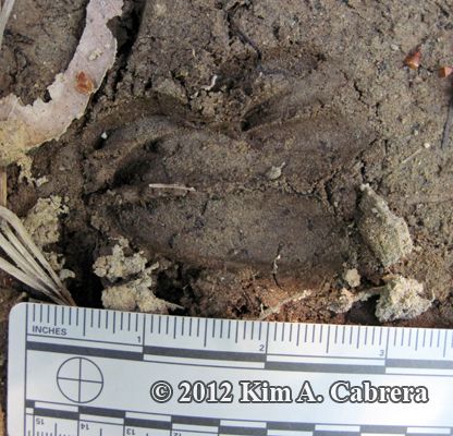 fawn track on
                    top of doe track