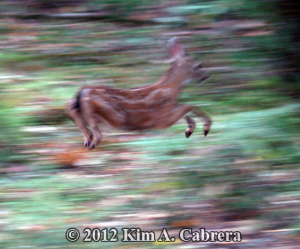 fawn running away using the stotting gait